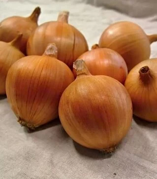 Насіння ріпчастої цибулі Амфора Голд F1, п.о. 25 тис. насінин (Moravoseed)