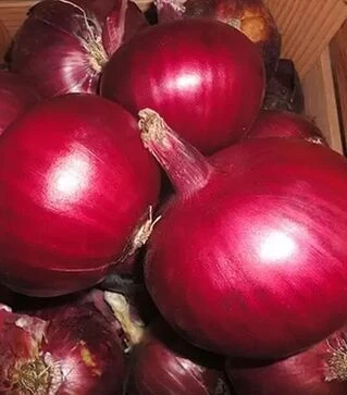 Насіння ріпчастої цибулі Монастрел F1, п.о. 25 тис. насінин (Enza Zaden)