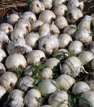 Насіння ріпчастої цибулі Сієра Бланка F1, п.о. 250 тис. насінин (Seminis)