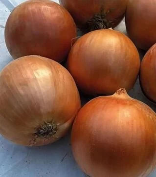 Насіння ріпчастої цибулі Анжеліка F1, п.о. 250 тис. насінин (Cora Seeds)