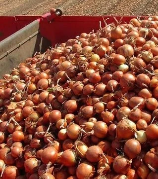 Насіння ріпчастої цибулі Аттіка F1, п.о. 250 тис. насінин (Cora Seeds)