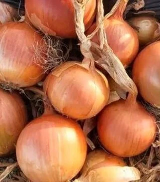 Насіння ріпчастої цибулі Бронстоун F1, п.о. 250 тис. насінин (Hazera)