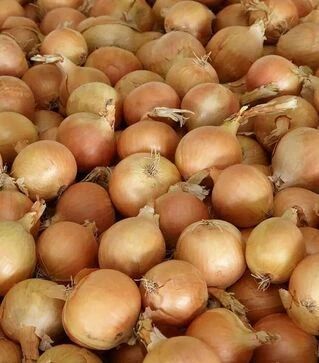 Семена репчатого лука Промоушн F1, п.е. 250 тыс. семян (Syngenta)