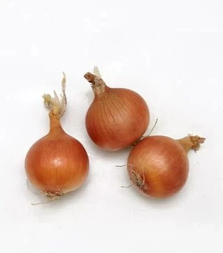 Семена репчатого лука Промоушн F1, п.е. 250 тыс. семян (Syngenta)