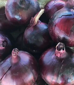 Семена репчатого лука Таннат F1, п.е. 250 тыс. семян (Enza Zaden)