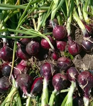 Семена репчатого лука Таннат F1, п.е. 250 тыс. семян (Enza Zaden)