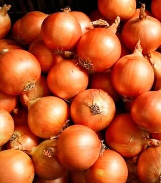 Насіння ріпчастої цибулі Тандерстоун F1, п.о. 250 тис. насінин (Hazera)