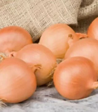 Семена репчатого лука Алонсо F1, п.е. 250 тыс. семян (Bejo)