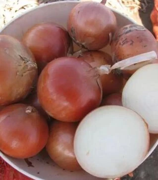 Семена репчатого лука Миссисипи F1, п.е. 250 тыс. семян (Seminis)