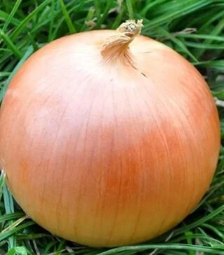 Насіння ріпчастої цибулі Стартер F1, п.о. 250 тис. насінин (Hazera)