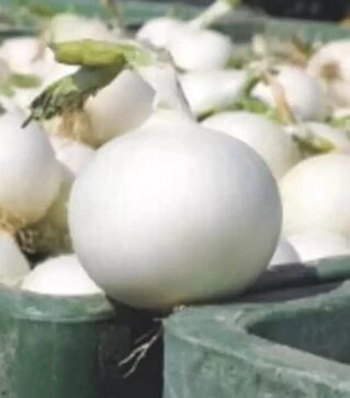 Насіння ріпчастої цибулі Вайт Вінг F1, п.о. 250 тис. насінин (Bejo)