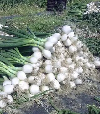 Насіння ріпчастої цибулі Айсперл F1, п.о. 250 тис. насінин (Bejo)