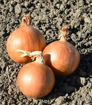 Семена репчатого лука Фасто F1, п.е. 250 тыс. семян (Hazera)