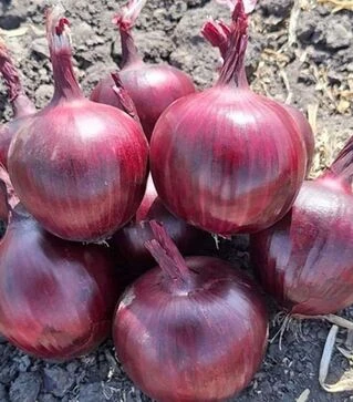 Семена репчатого лука Фокус F1, п.е. 250 тыс. семян (Hazera)