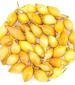 Семена лука севок Купидо, 10 кг (Broer B.V.)