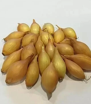 Семена лука севок Купидо, 10 кг (Broer B.V.)