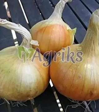 Насіння цибулі сіянки Сеншуй Broer, 10 кг (Broer B.V.)