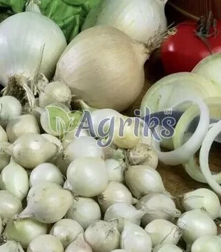 Семена лука севок Гледстоун, 10 кг (TOP Onions Nederland)