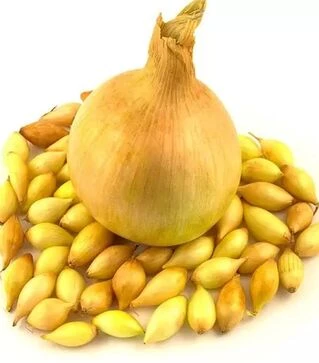 Семена лука сеялки Шекспир, 10 кг (Triumfus Onion Products)