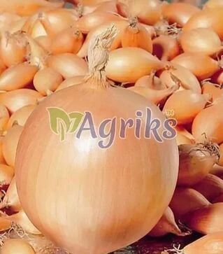 Насіння цибулі сіянки Коррадо, 10 кг (Broer B.V.)