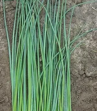 Насіння цибулі шніт Еректа, п.о. 50 тис. насінин (Semo)