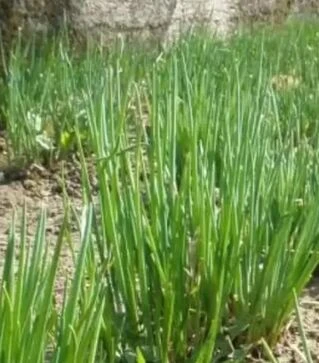 Насіння цибулі шніт Еректа, п.о. 50 тис. насінин (Semo)