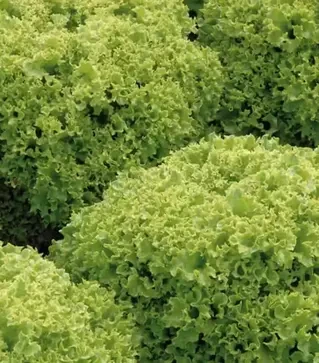 Насіння салату Левістро, п.о. 1 тис. насінин (Rijk Zwaan)