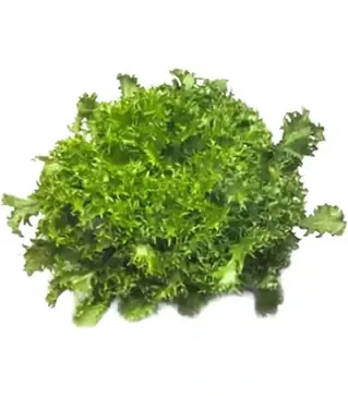 Семена салата Сигал, п.е. 1 тыс. семян (Rijk Zwaan)