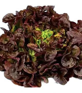 Семена салата Дубовый листовой красный, 500 г (Коуэлл)