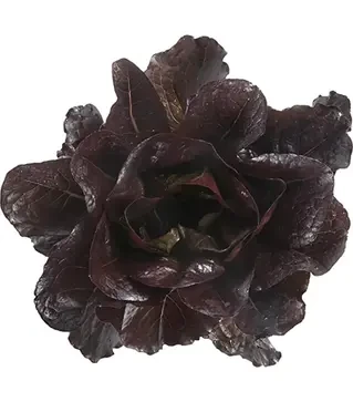 Насіння салату Турінус, п.о. 1 тис. насінин (Rijk Zwaan)