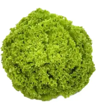 Семена салата Алеппо, п.е. 1 тыс. семян (Rijk Zwaan)