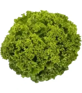 Насіння салату Ландау, п.о. 1 тис. насінин (Rijk Zwaan)