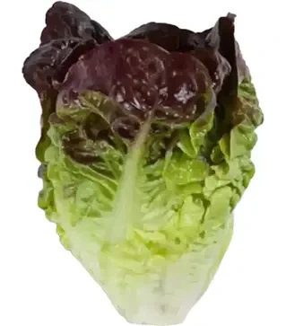 Насіння салату Розайн, п.о. 5 тис. насінин (Rijk Zwaan)