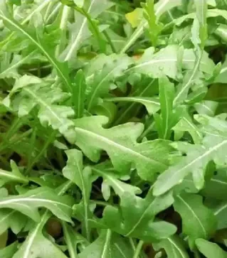 Семена салата Уайлд рокет, 500 г (Коуэлл)