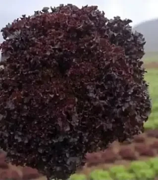 Семена салата Бахус, п.е. 1 тыс. семян (Hazera)