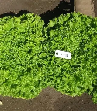 Семена салата Вайдоза, п.е. 1 тыс. семян (Enza Zaden)