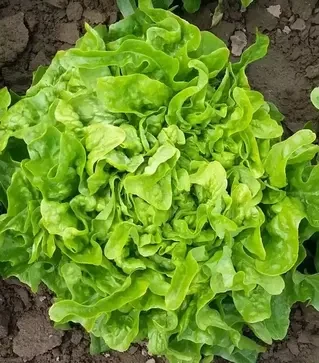 Семена салата Дубачек, 1 кг (Moravoseed)