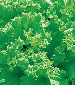 Насіння салату Лолло Біонда, 500 г (Коуел)