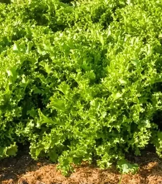 Семена салата Мирная, п.е. 1 тыс. семян (Vitalis)