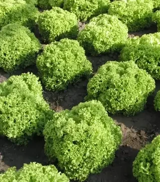 Семена салата Златава, п.е. 5000 семян (Semo)