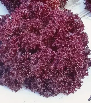 Семена салата Матадор, п.е. 1 тыс. семян (Hazera)