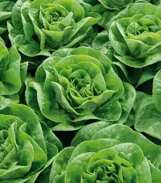 Семена салата Брайтон, п.е. 5 тыс. семян (Enza Zaden)