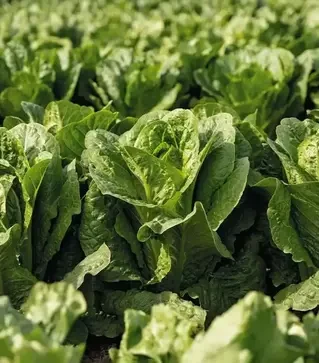 Семена салата Адикамп, п.е. 1 тыс. семян (Enza Zaden)