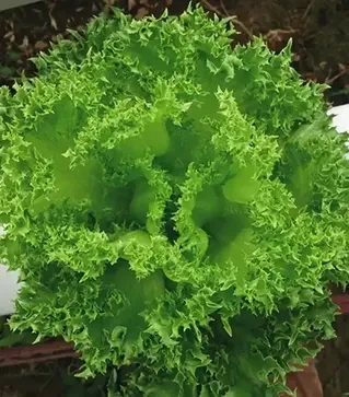 Насіння салату Кріспінет, п.о. 1 тис. насінин (Enza Zaden)