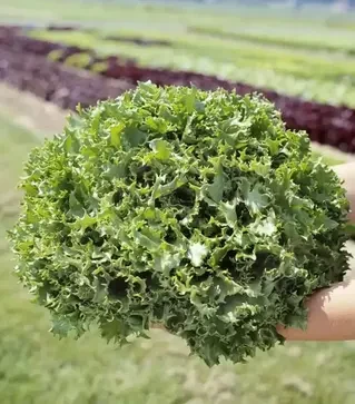 Семена салата Канкан, п.е. 5 тыс. семян (Hazera)