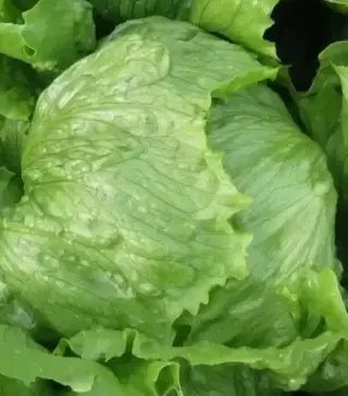 Семена салата Лилах, п.е. 1 тыс. семян (Hazera)