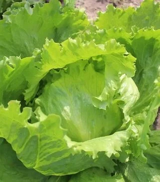 Насіння салату Карат, п.о. 1 тис. насінин (Asia Seed)