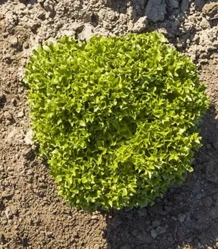 Насіння салату Крістабель, п.о. 5 тис. насінин (Vitalis)