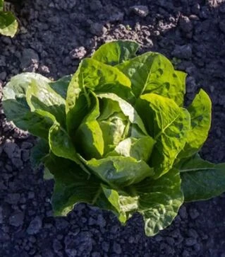 Семена салата Яра, п.е. 5 тыс. семян (Enza Zaden)