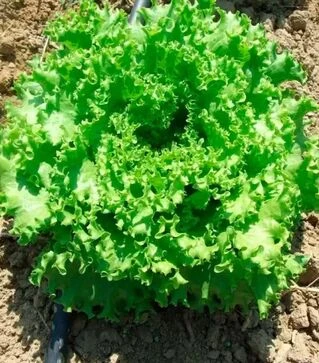 Семена салата Анисол, п.е. 5 тыс. семян (Syngenta)